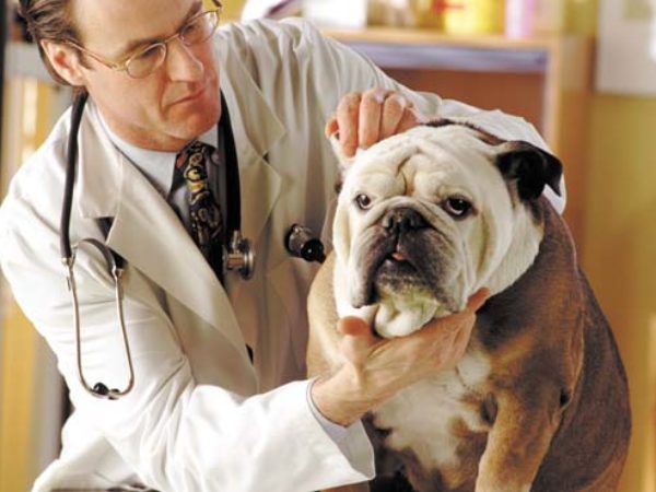 Vet examining bulldog