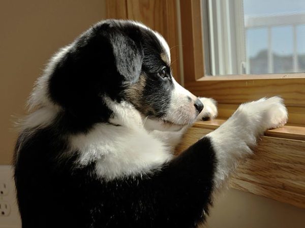 dog looking out window