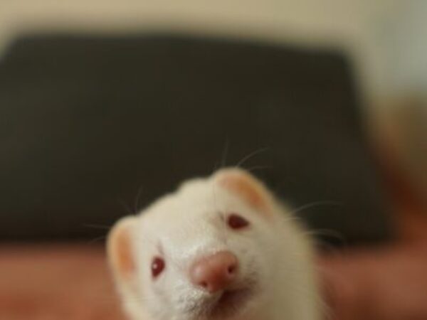 Ferret