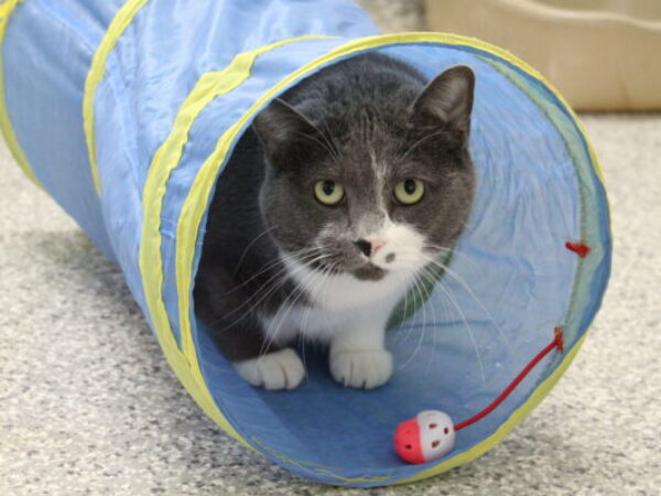 Cat in tunnel