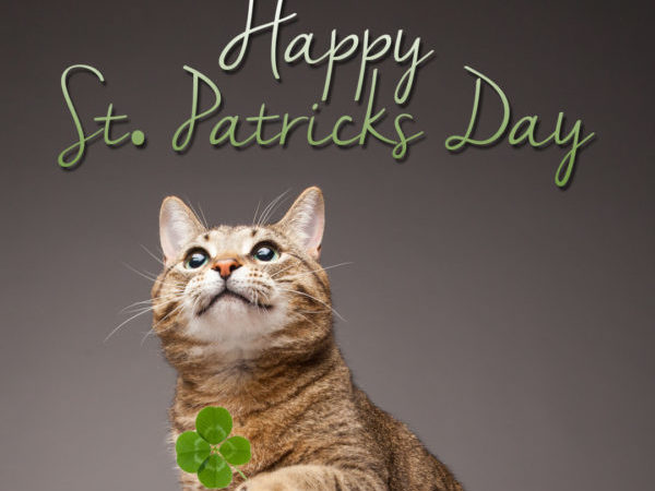 st. patrick's day, patrick