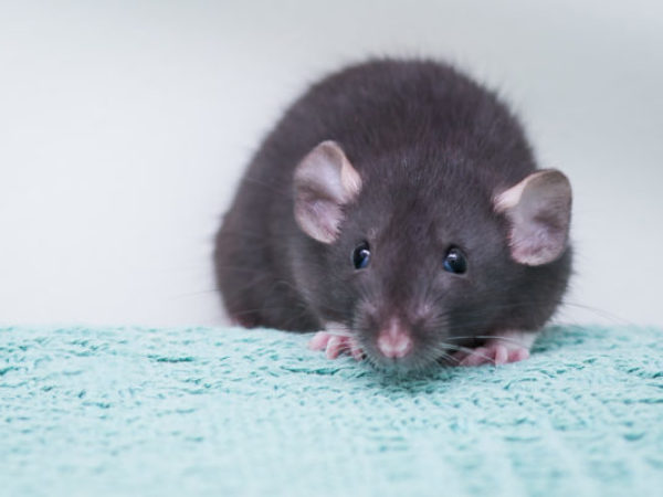 rat, rat care tips, rats