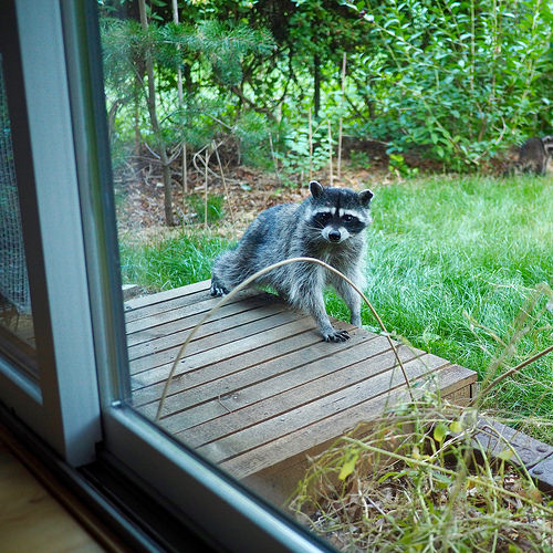 wildlife, raccoon, live trapping