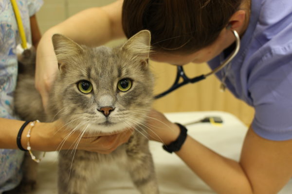 Christian Island, wellness exam, beausoleil first nation, spay neuter