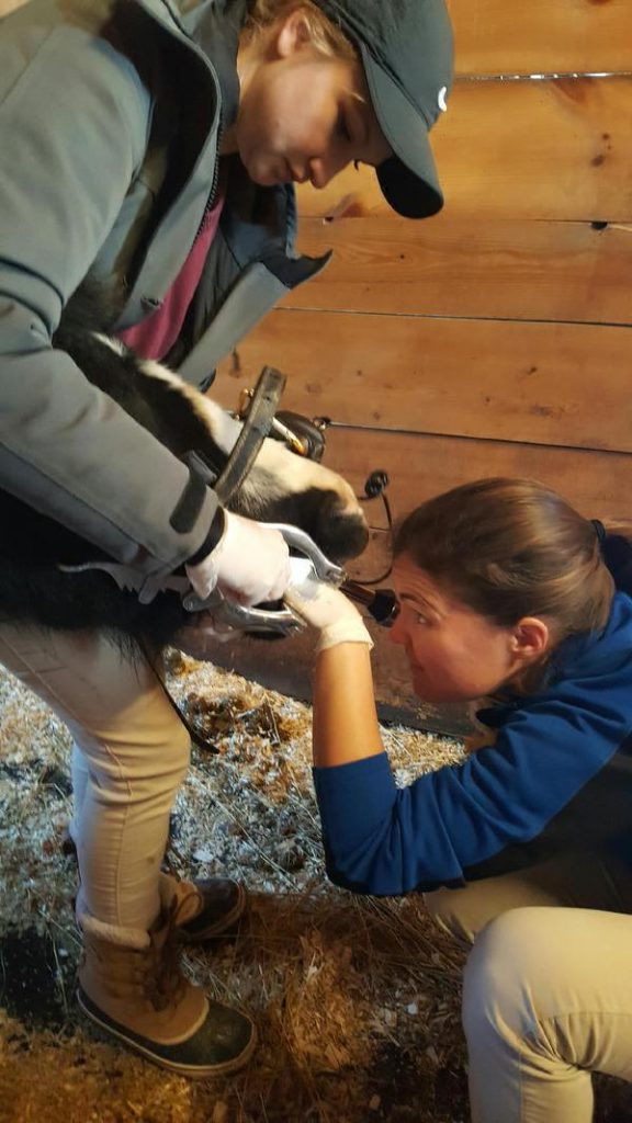 horses, dental health, pet care, pet health, ontario SPCA