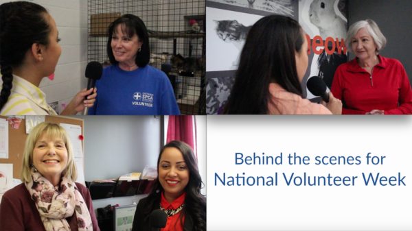 volunteer, volunteers