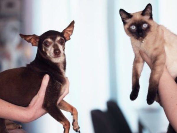 Help dogs and cats get along