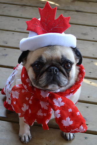 canada day, canada day weekend, pet safety tips