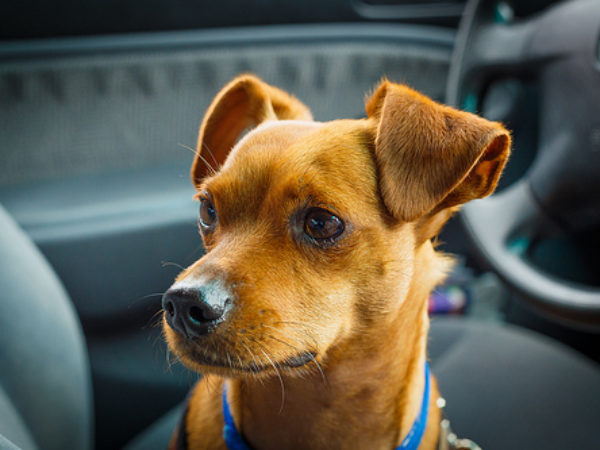 dog in car, no hot pets, road trip, ontario spca