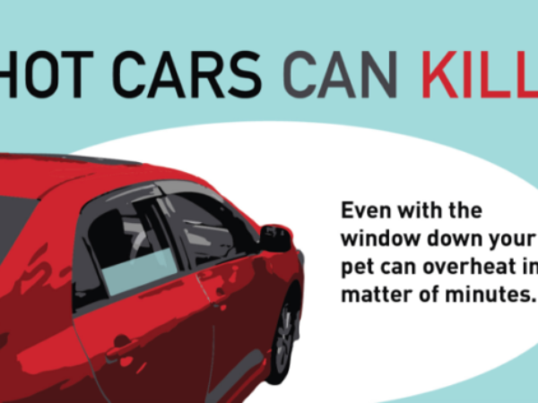 no hot pets, pets, pet safety