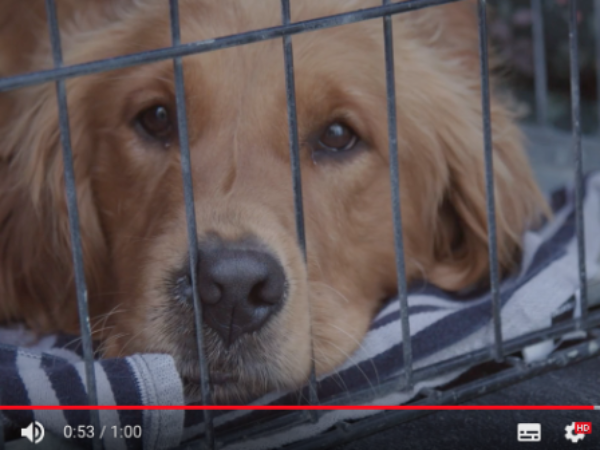 ontario spca, Provincial Animal Transfer Program, big trout lake