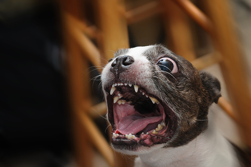 why do dogs whine, ASPCA, dog with mouth open
