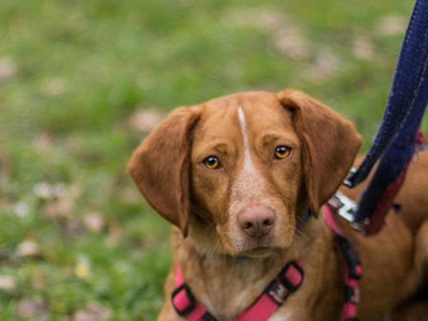 dog walk, friends for life walk, ontario spca