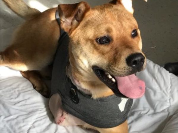 Phoenix, urgent appeal, barrie animal centre