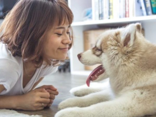 understanding your pet