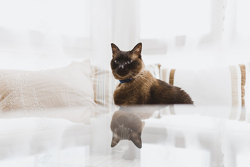 pet allergy, allergies, allergic, pets, pet allergy