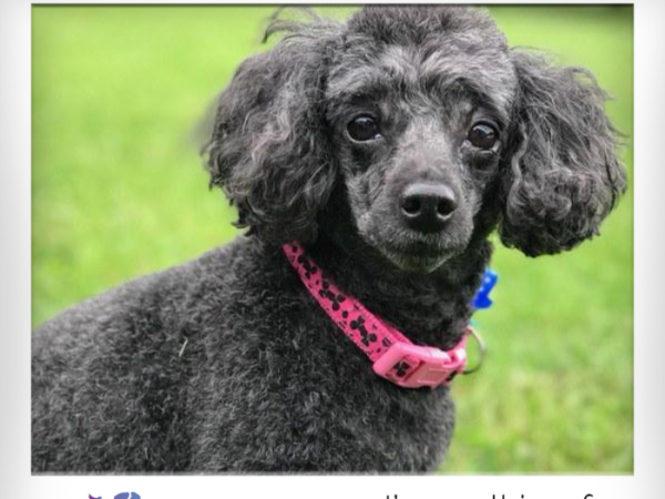 friends for life walk, FFLWalk