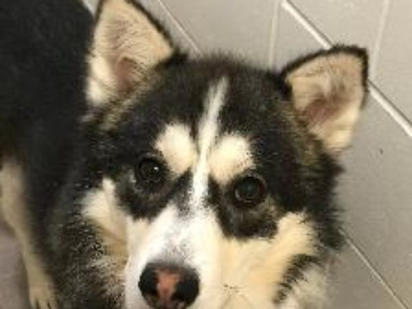 Charlie, northern dogs, northern dog