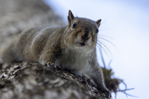squirrel, squirrels, wildlife