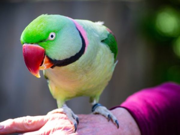 adopting a bird, bird, parrot