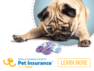 Petplan, pet insurance