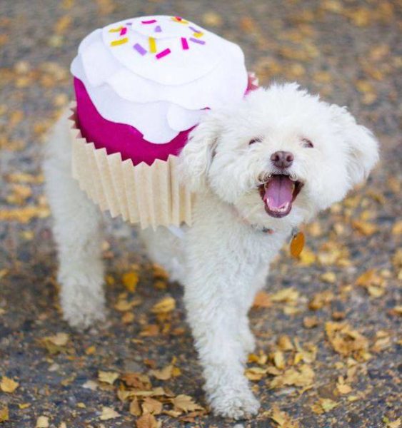 National Cupcake Day, cupcakes, pets