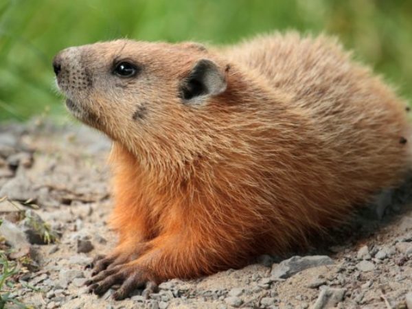 groundhog, groundhogs