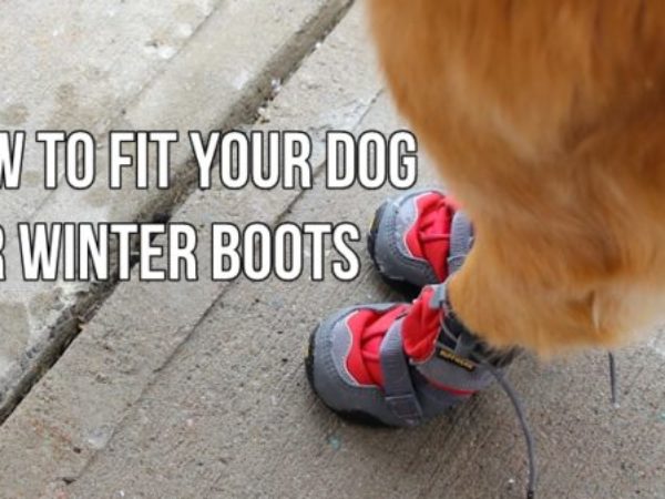 Ontario SPCA, youtube, video, how to