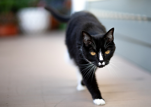 lost pet recovery, cat outside, cats