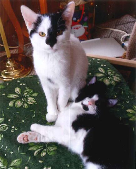 Two of Linda's Cats, leave a legacy