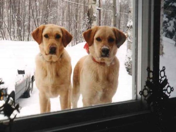 Linda's dogs, leave a legacy