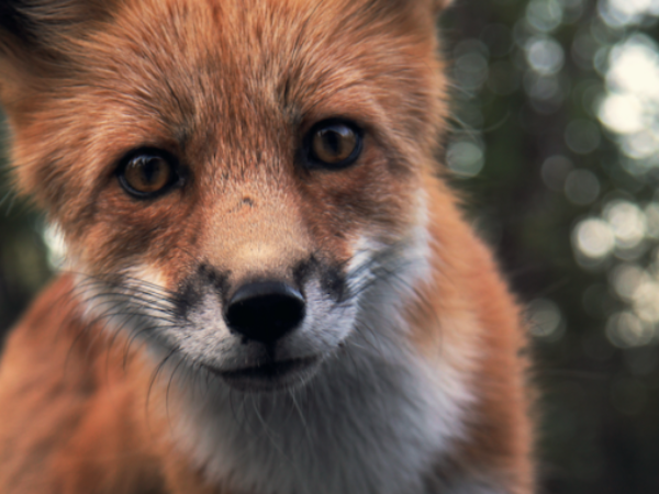 fox, foxes, wildlife