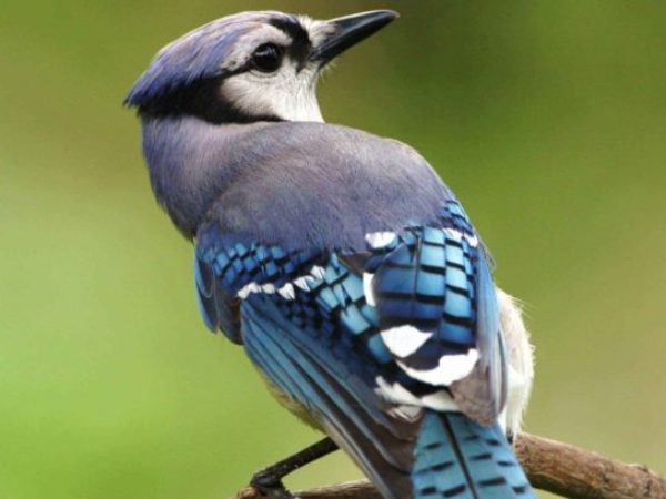 blue jay, wildlife, birds