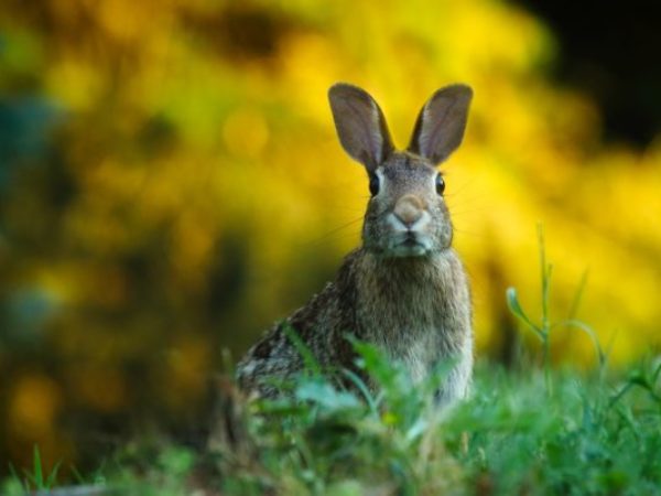 rabbit, rabbits, wildlife