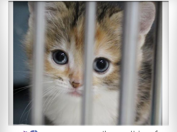 friends for life walk, kitten