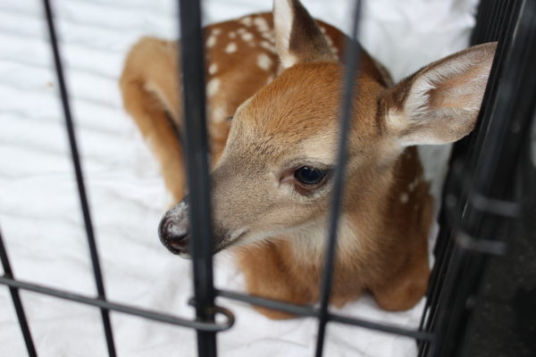 fawn, baby deer, ontario spca, orphaned deer, orphaned wildlife