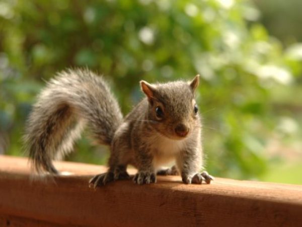 squirrel, baby squirrel, orphaned squirrel