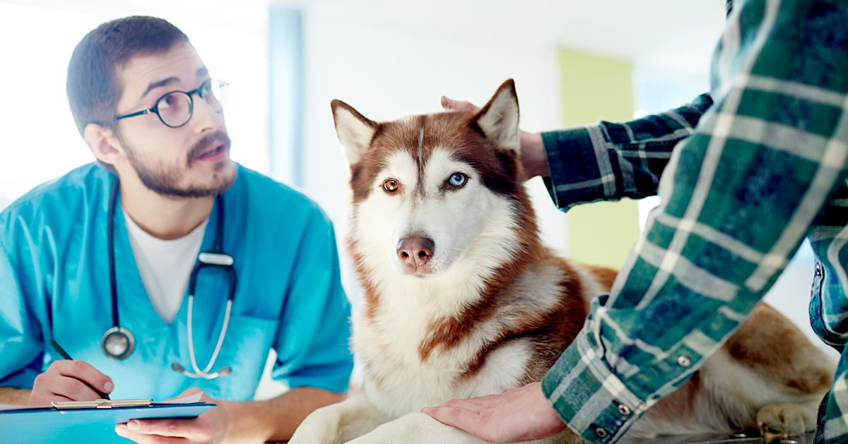 pet insurance, petplan, husky, husky at vet, veterinarian, veterinary