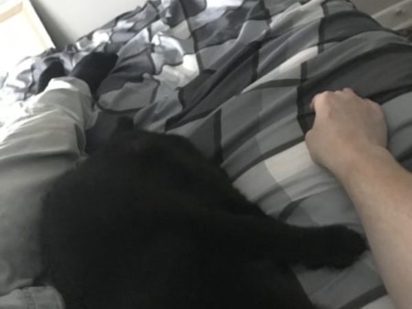 blackjack, dryden cats, northern projects