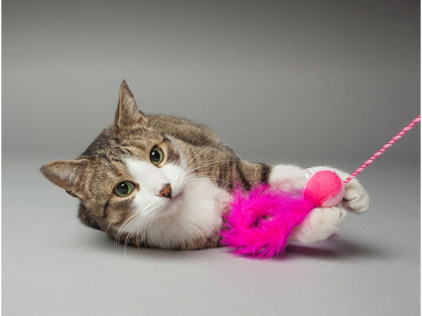 cat playing with pink toy, holiday gifts, holiday gift ideas