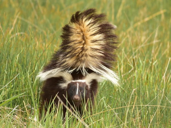 de-skunking, skunk, skunks, wildlife, pet tips