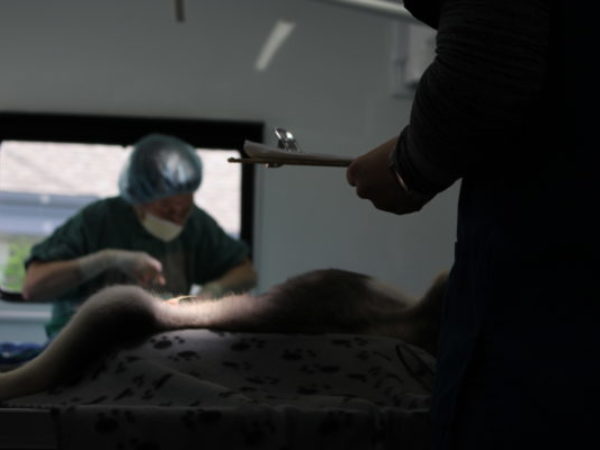 mobile animal wellness services. spay/neuter, spay neuter procedures