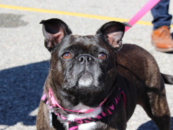 french bulldog on a leash
