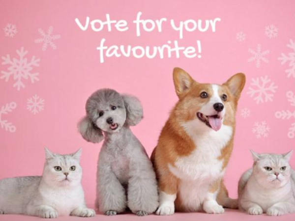 voting, holiday cards