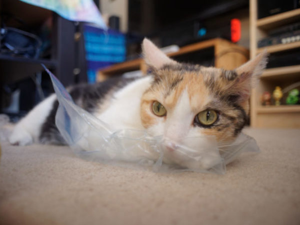 plastic bags, pet safety,