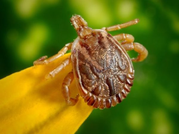 ticks, tick season