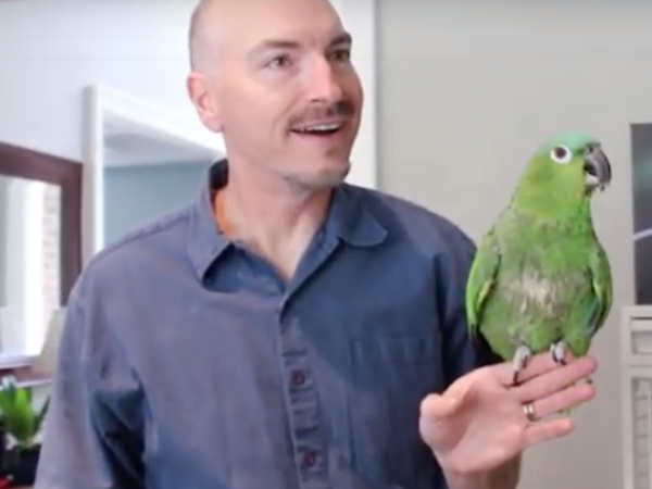 parrot care, pet parrot, benji the parrot, cam lund