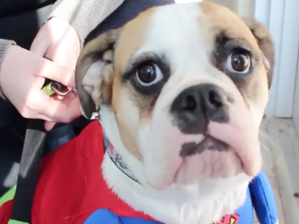 halloween, pet costumes, pet costume