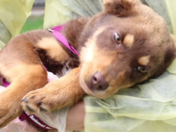 one health model, northern projects, northern communities