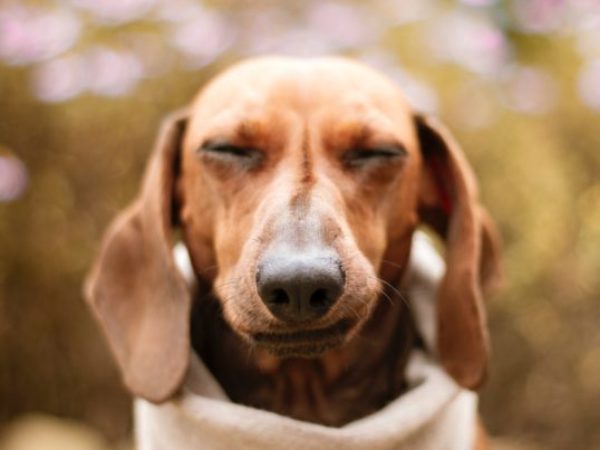 dog smelling, dog scents, smells, shelter care